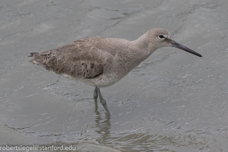 palo alto baylands